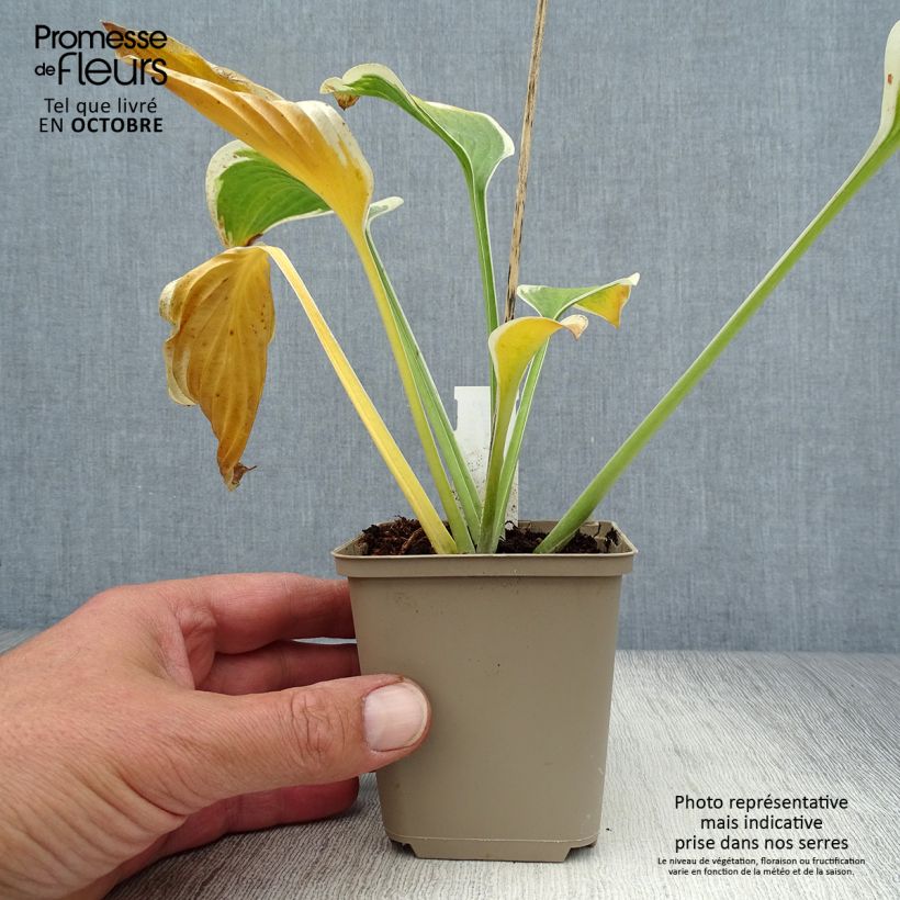 Example of Hosta Queen Josephine - Garten-Funkie Kleine Töpfe von 8/9 cm as you get in automne