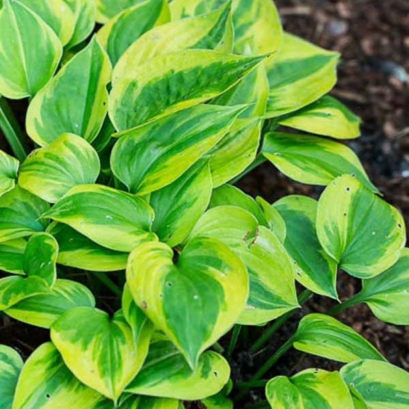 Hosta Radiant Edger - Garten-Funkie (Foliage)