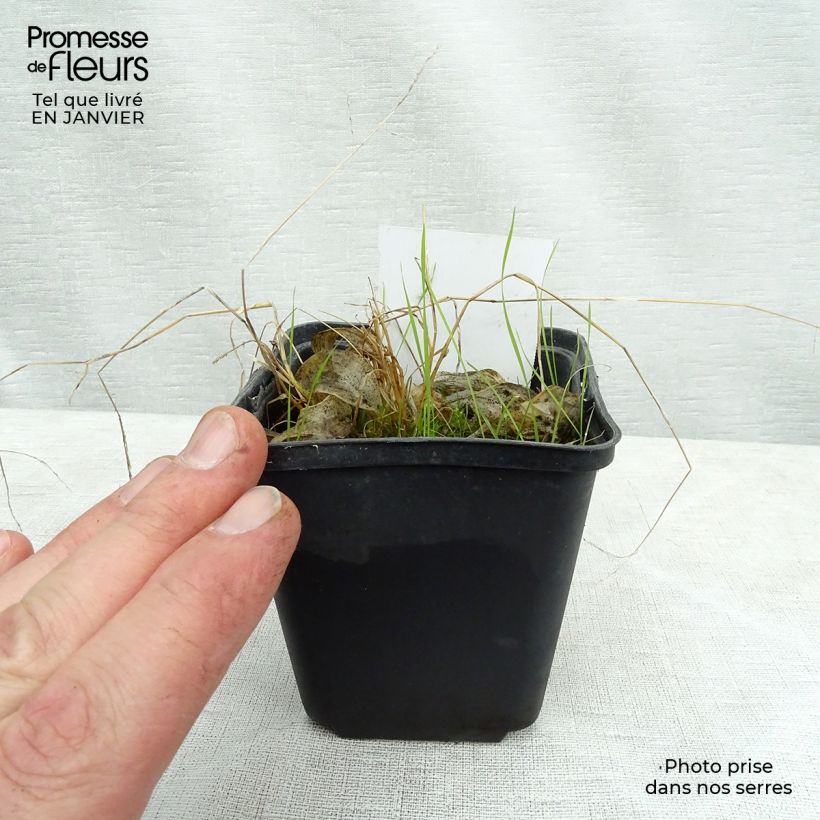 Example of Hosta Rainbows End - Garten-Funkie Kleine Töpfe von 8/9 cm as you get in hiver