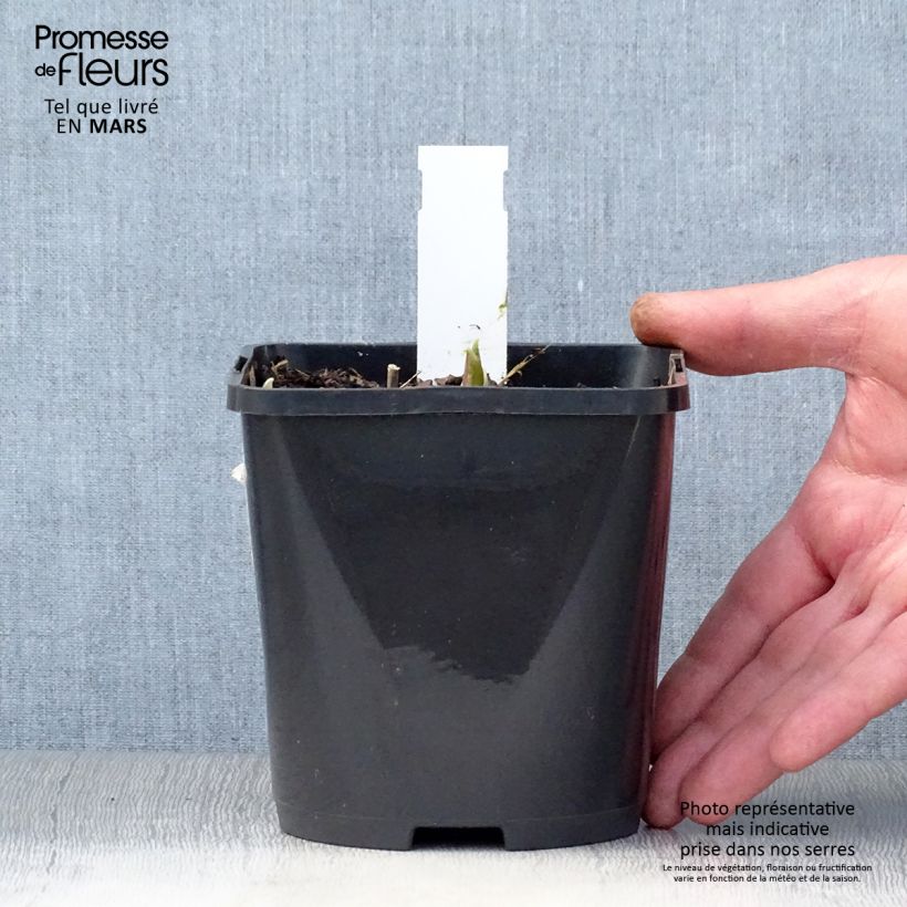 Exemplar von Hosta Rainbows End - Garten-Funkie Topf mit 1,5L/2L wie im Frühjahr geliefert