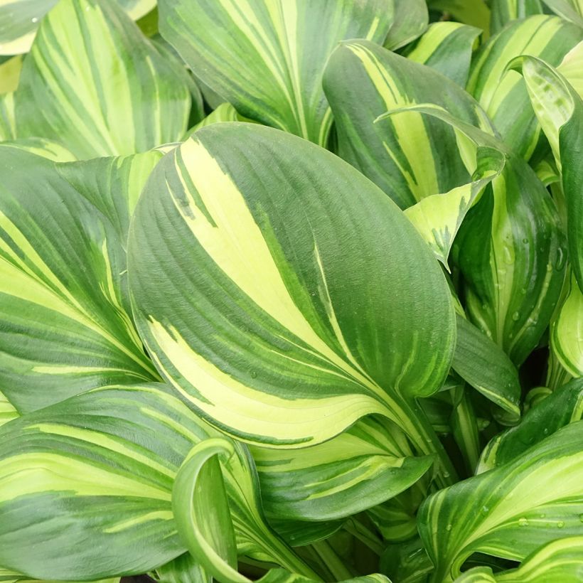 Hosta Rainbows End - Garten-Funkie (Foliage)