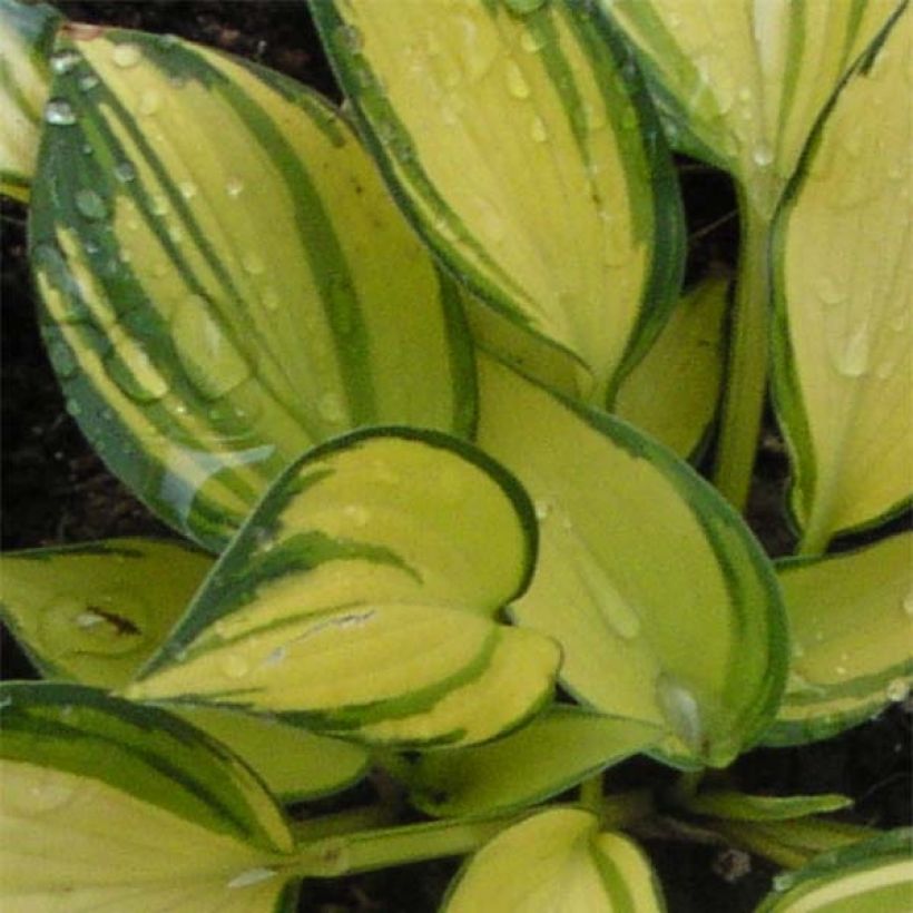 Hosta Remember Me - Garten-Funkie (Foliage)