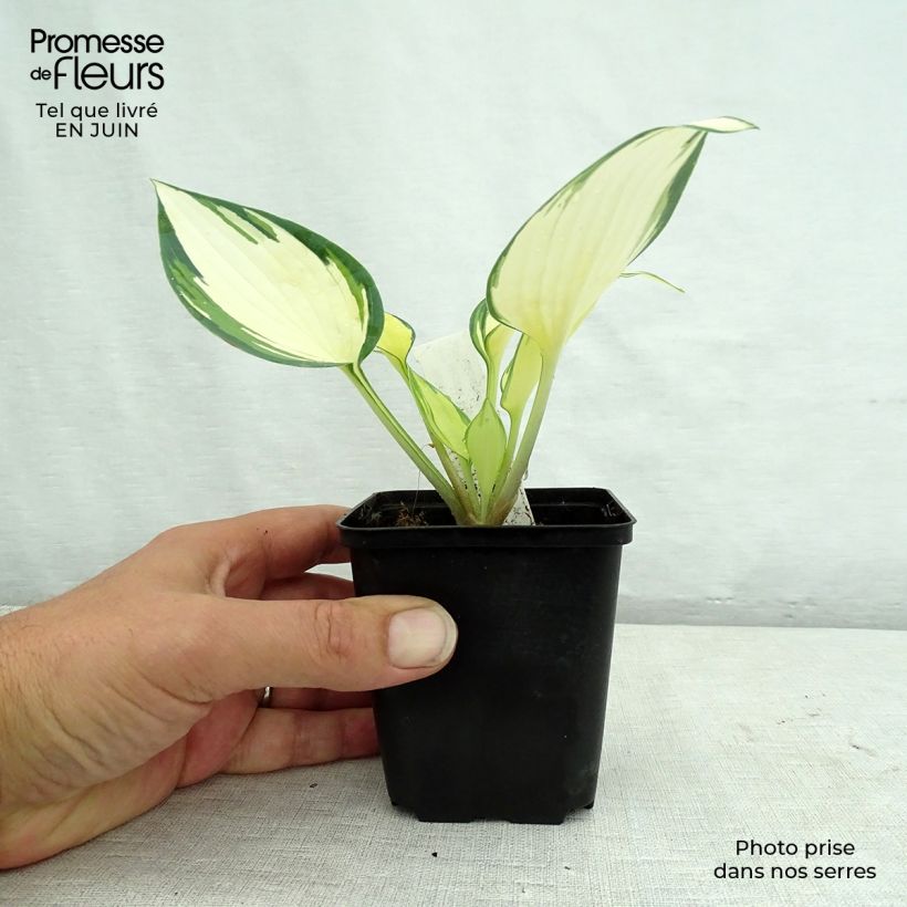Example of Hosta Remember Me - Garten-Funkie Kleine Töpfe von 8/9 cm as you get in ete
