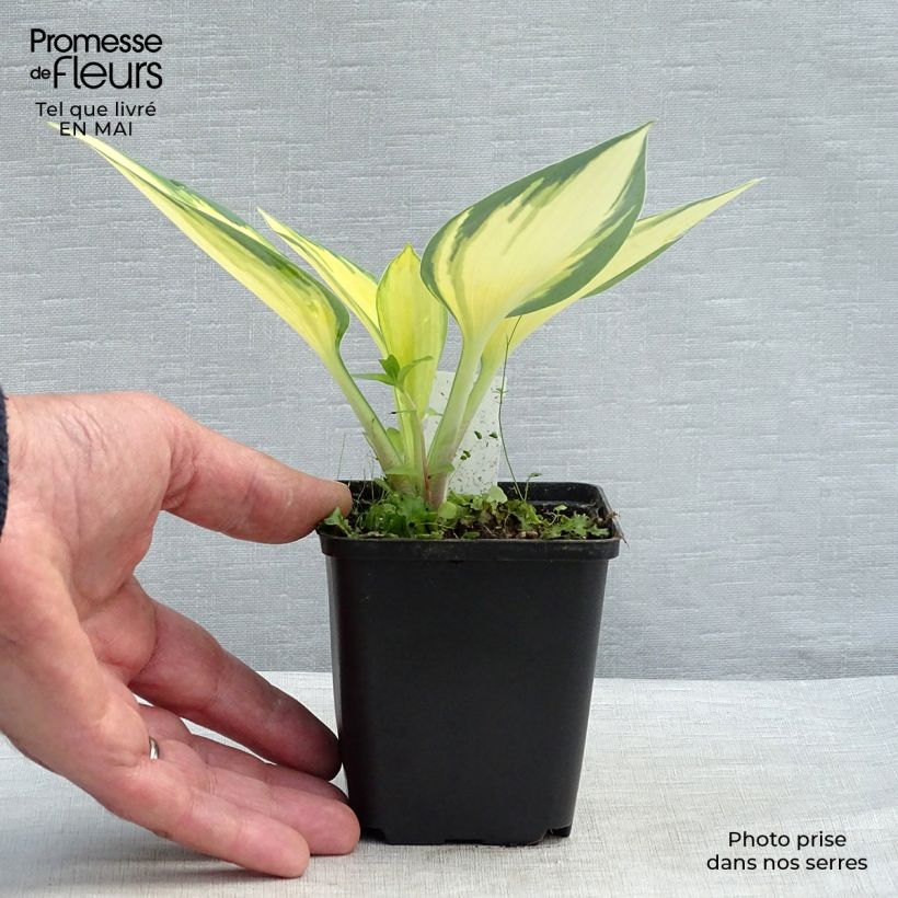 Exemplar von Hosta Remember Me - Garten-Funkie Kleine Töpfe von 8/9 cm wie im Frühjahr geliefert