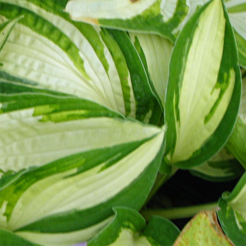 Hosta Reversed - Garten-Funkie (Foliage)