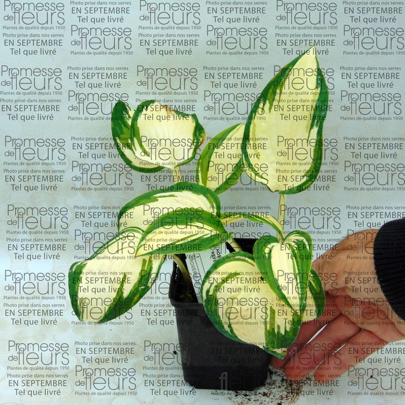 Example of Hosta Reversed - Garten-Funkie Kleine Töpfe von 8/9 cm as you get