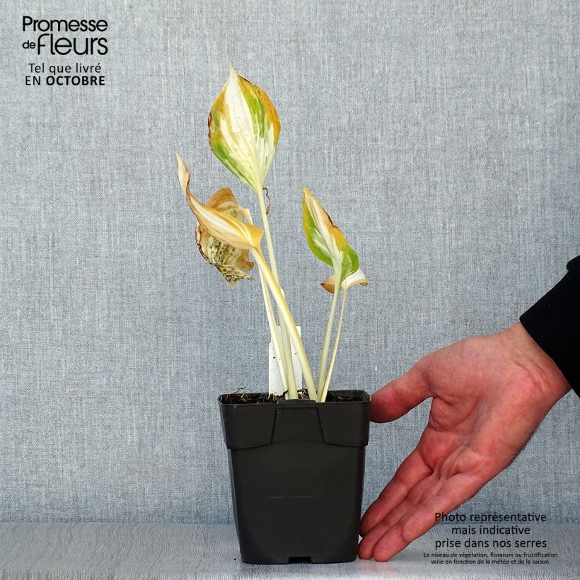Example of Hosta Revolution - Garten-Funkie Kleine Töpfe von 8/9 cm as you get in automne