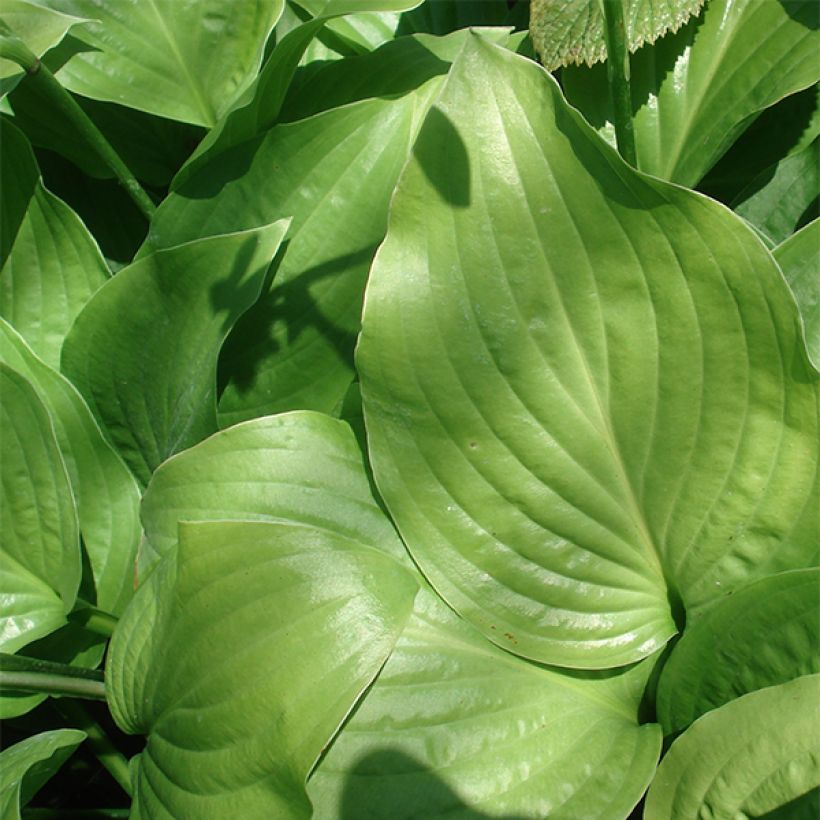 Hosta Royal Standard - Garten-Funkie (Foliage)