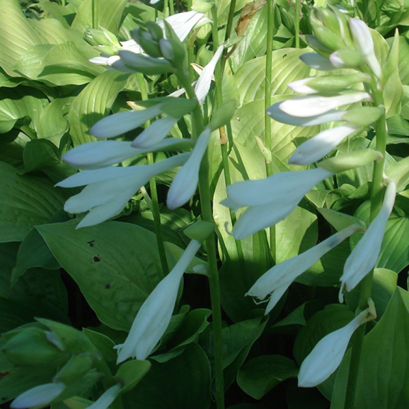Hosta Royal Standard - Garten-Funkie (Flowering)