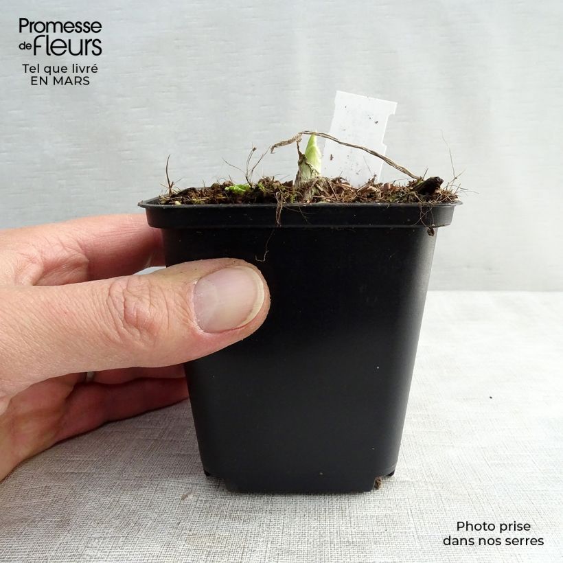 Exemplar von Hosta Royal Standard - Garten-Funkie Kleine Töpfe von 8/9 cm wie im Frühjahr geliefert