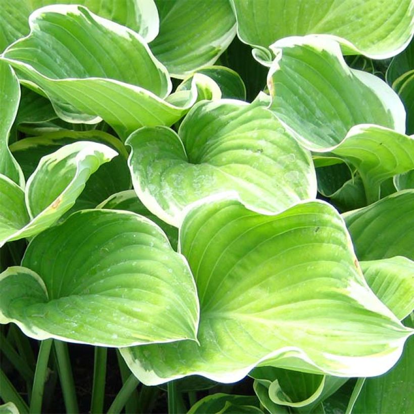 Hosta fluctuans Sagae - Funkie (Foliage)