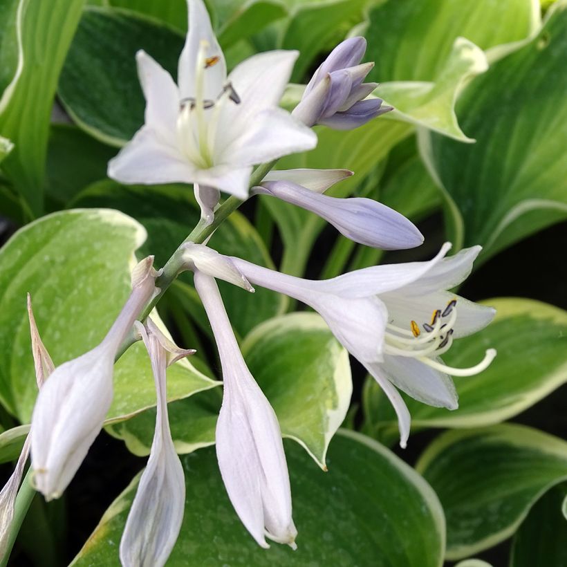 Hosta fluctuans Sagae - Funkie (Flowering)