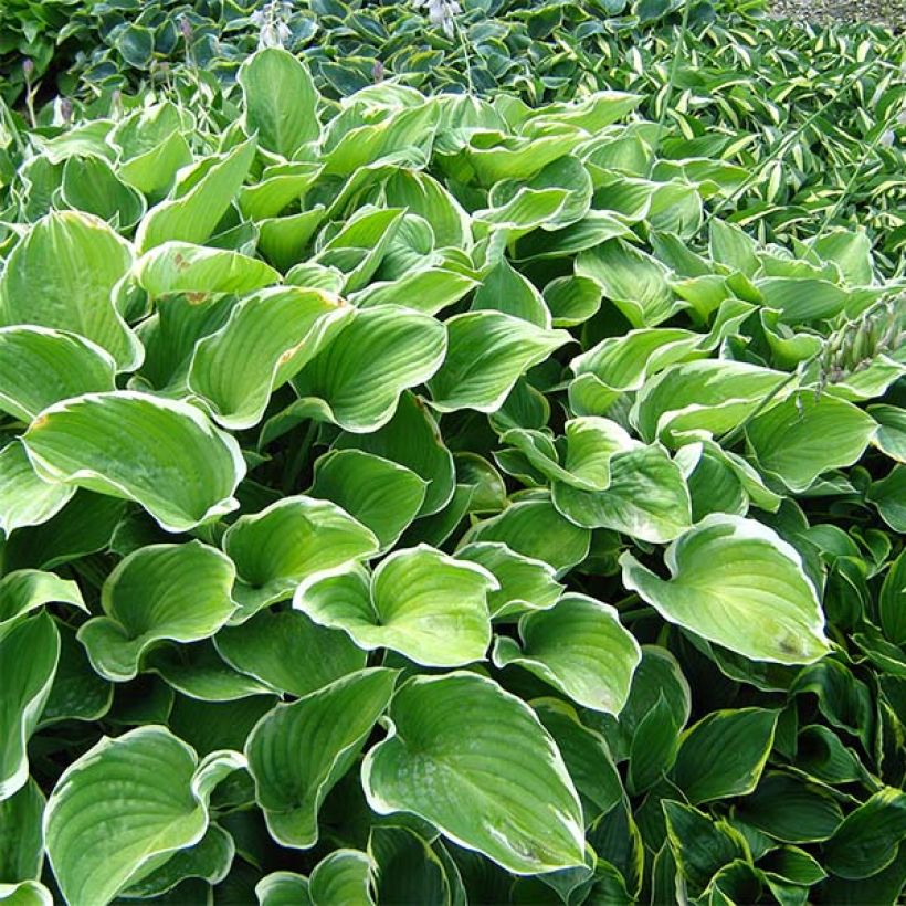 Hosta fluctuans Sagae - Funkie (Plant habit)