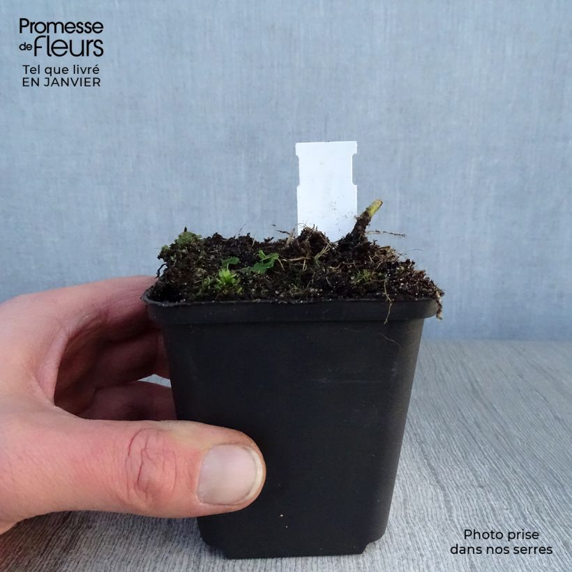 Exemplar von Hosta fluctuans Sagae - Funkie Kleine Töpfe von 8/9 cm wie im Winter geliefert