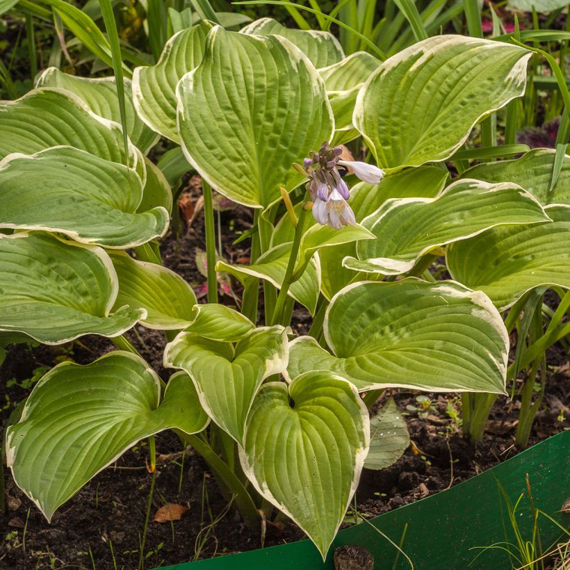 Hosta Saint Elmo's Fire - Garten-Funkie (Plant habit)