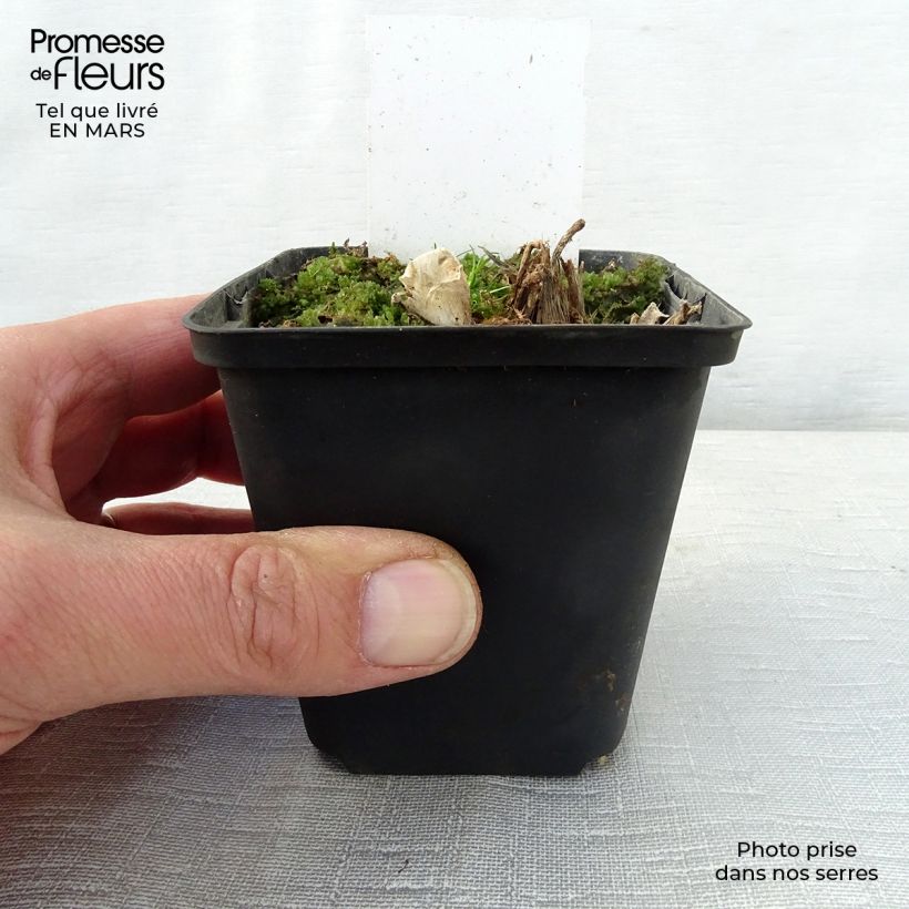 Example of Hosta Saint Paul - Garten-Funkie Kleine Töpfe von 8/9 cm as you get in printemps