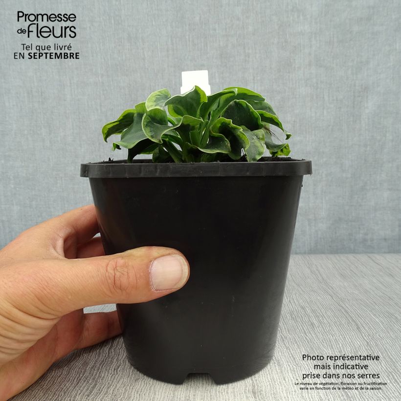 Example of Hosta School Mouse - Garten-Funkie Topf mit 1,5L/2L as you get in automne