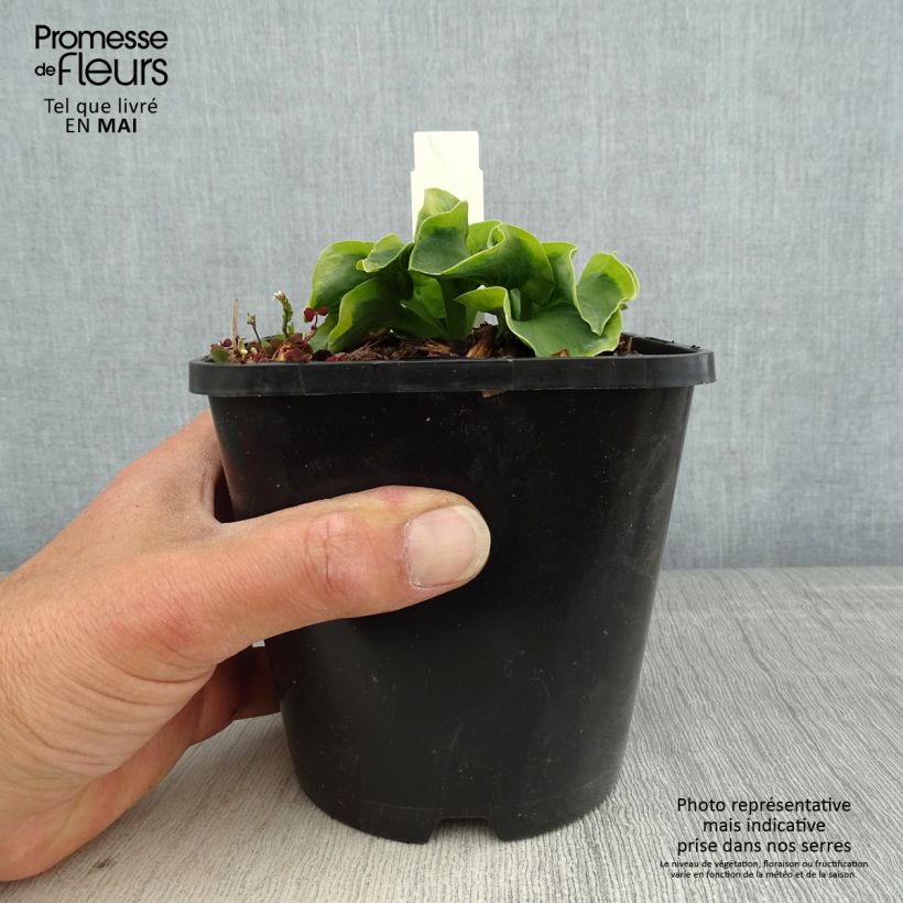 Exemplar von Hosta School Mouse - Garten-Funkie Topf mit 1,5L/2L wie im Frühjahr geliefert