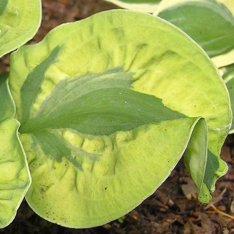 Hosta School Mouse - Garten-Funkie (Foliage)
