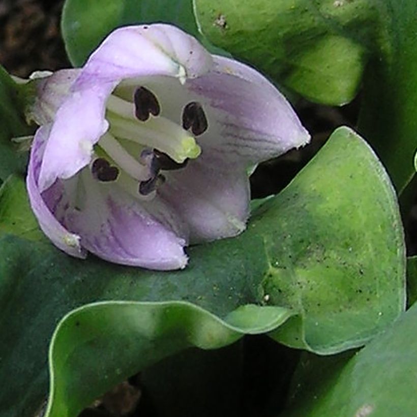 Hosta School Mouse - Garten-Funkie (Flowering)