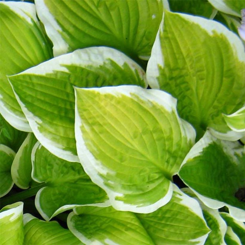 Hosta Shade Fanfare - Garten-Funkie (Foliage)