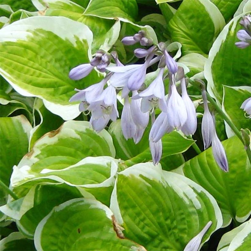 Hosta Shade Fanfare - Garten-Funkie (Flowering)