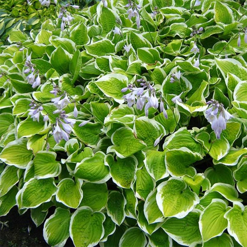 Hosta Shade Fanfare - Garten-Funkie (Plant habit)