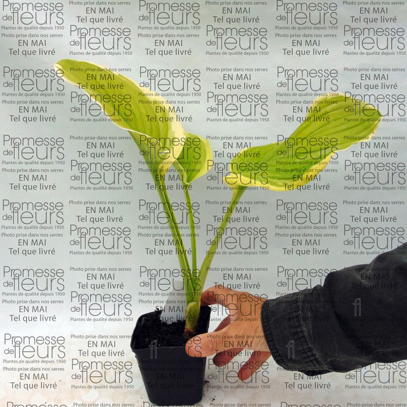 Example of Hosta Shade Fanfare - Garten-Funkie Kleine Töpfe von 8/9 cm as you get