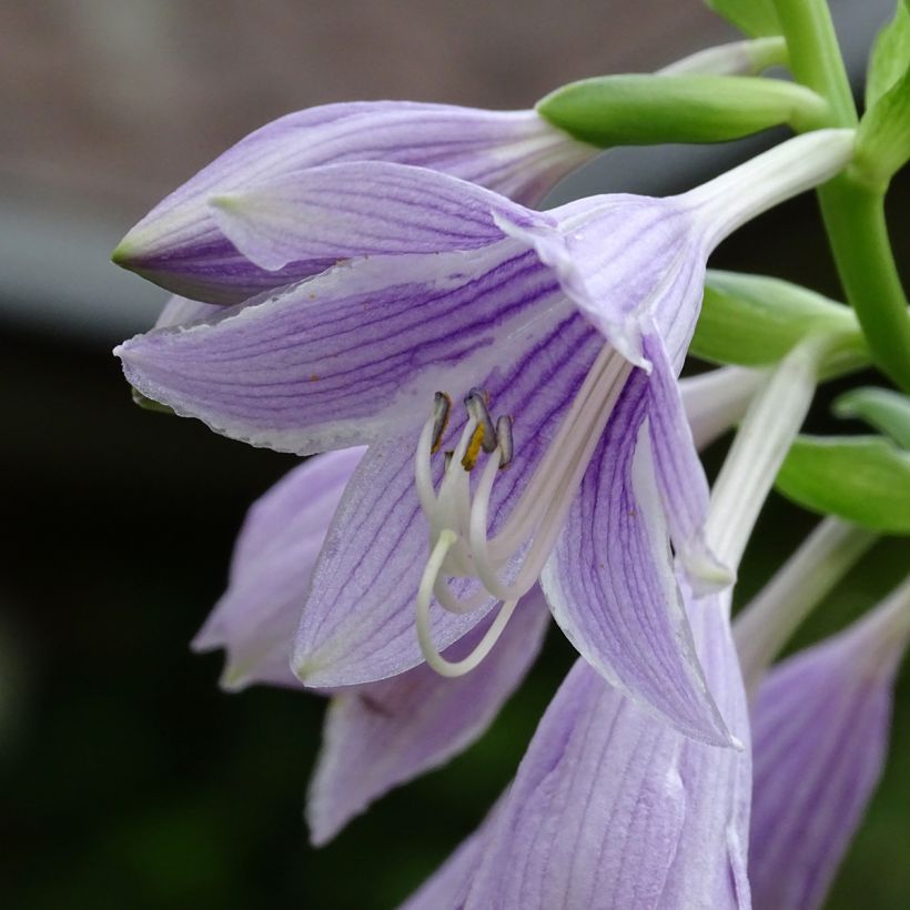 Hosta Siberian Tiger - Garten-Funkie (Flowering)