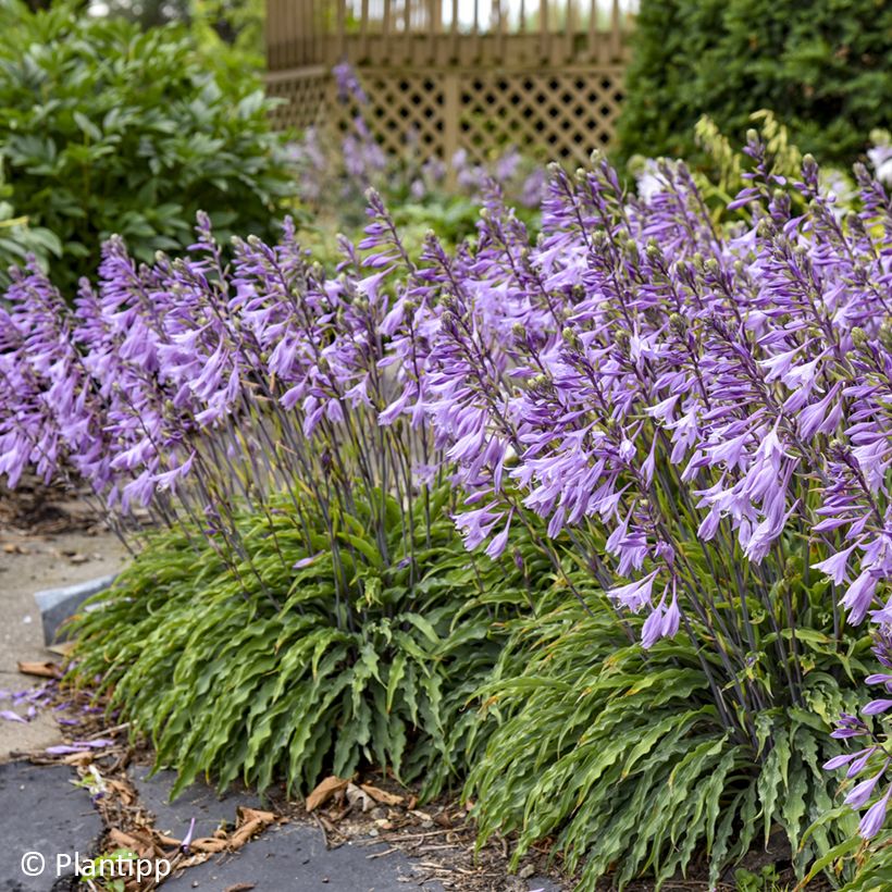Hosta Silly String - Funkie (Flowering)