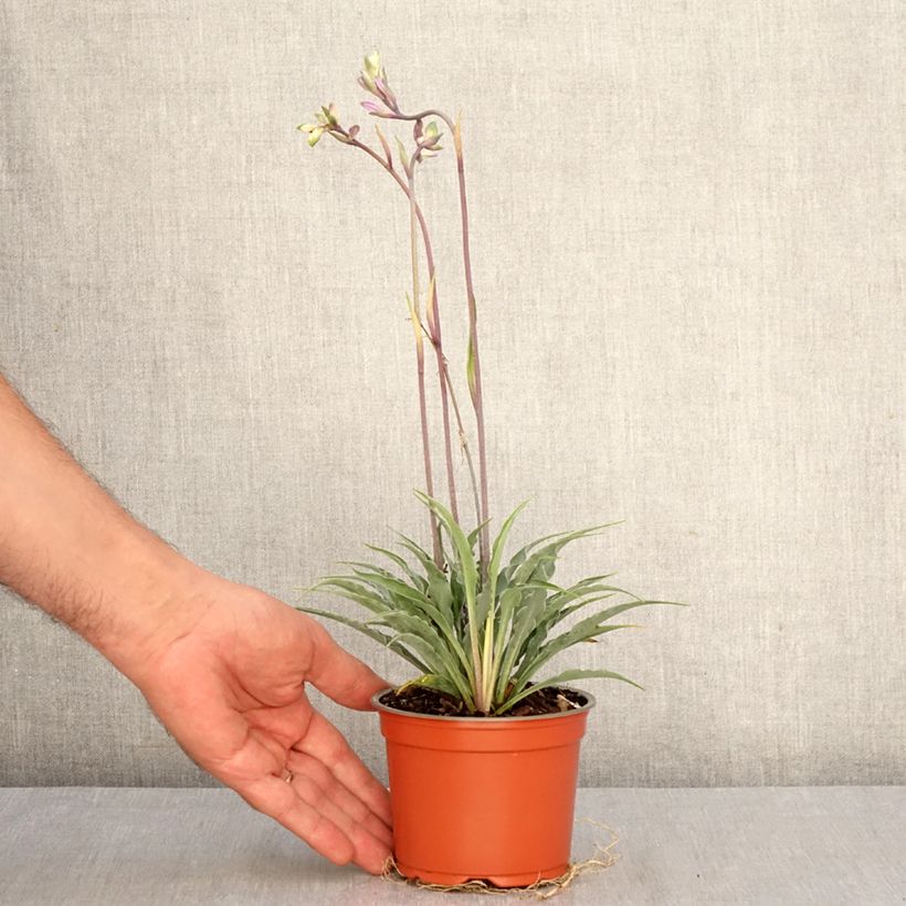 Example of Hosta Silly String - Funkie Topf 12 cm / 13 cm as you get in automne