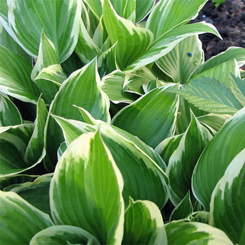 Hosta Silver Crown - Garten-Funkie (Foliage)