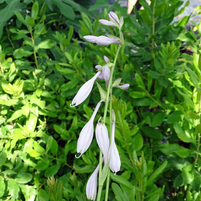Hosta Silver Crown - Garten-Funkie (Flowering)