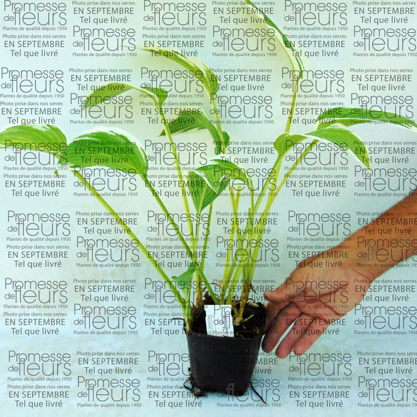 Example of Hosta Silver Crown - Garten-Funkie Kleine Töpfe von 8/9 cm as you get