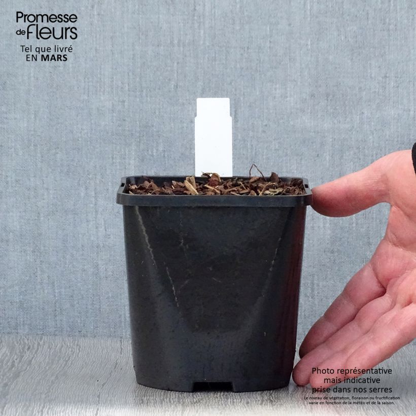Example of Hosta Snake Eyes - Garten-Funkie Topf mit 1,5L/2L as you get in printemps