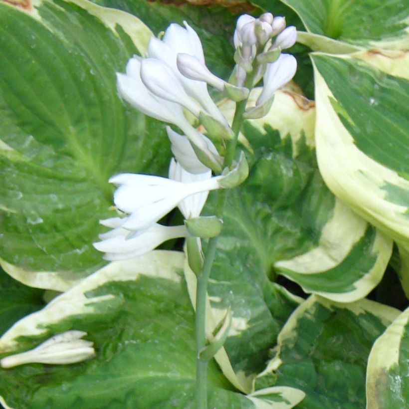 Hosta Snow Cap - Garten-Funkie (Flowering)