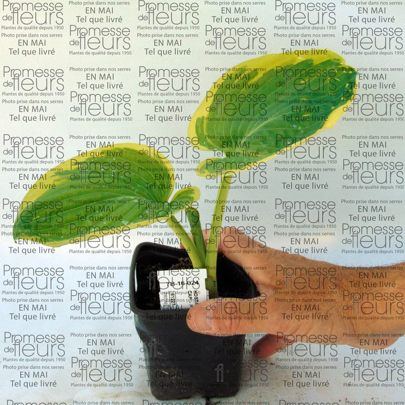 Example of Hosta Snow Cap - Garten-Funkie Kleine Töpfe von 8/9 cm as you get