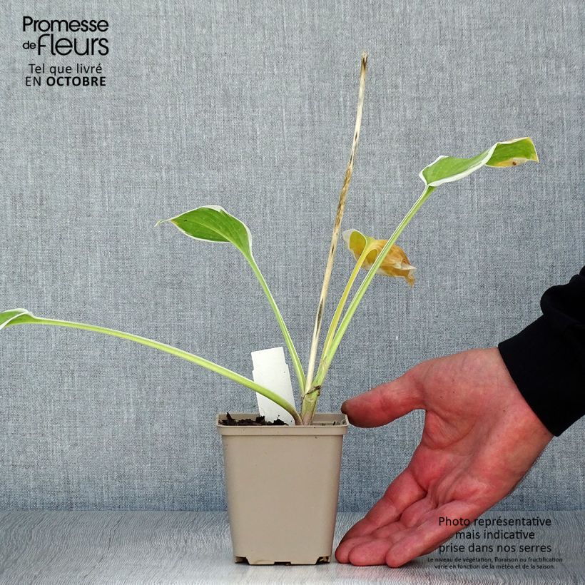 Example of Hosta So Sweet - Garten-Funkie Kleine Töpfe von 8/9 cm as you get in automne