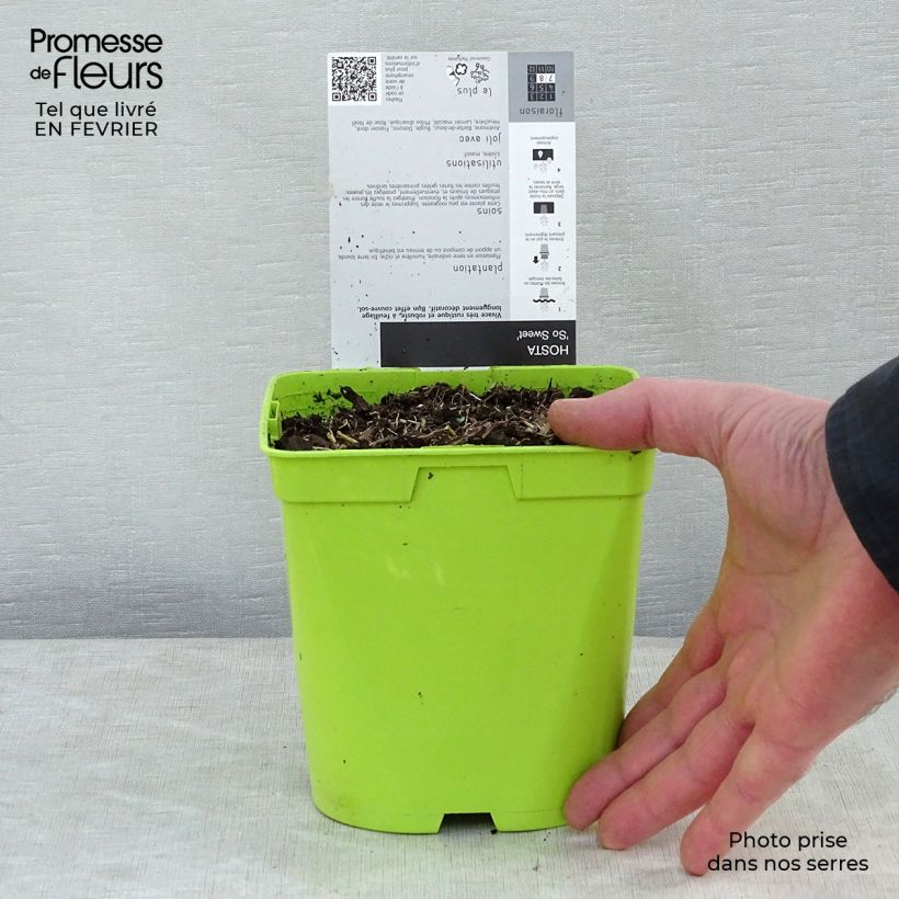 Exemplar von Hosta So Sweet - Garten-Funkie Topf mit 2L/3L wie im Winter geliefert