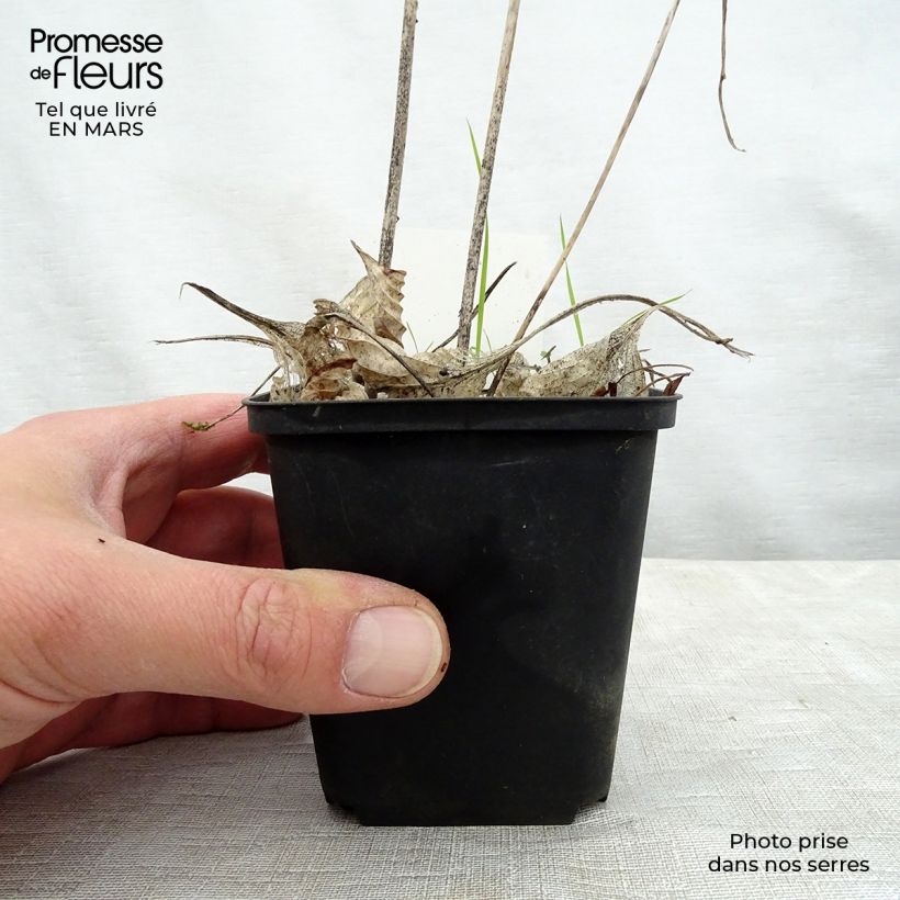 Example of Hosta Special Gift - Garten-Funkie Kleine Töpfe von 8/9 cm as you get in printemps