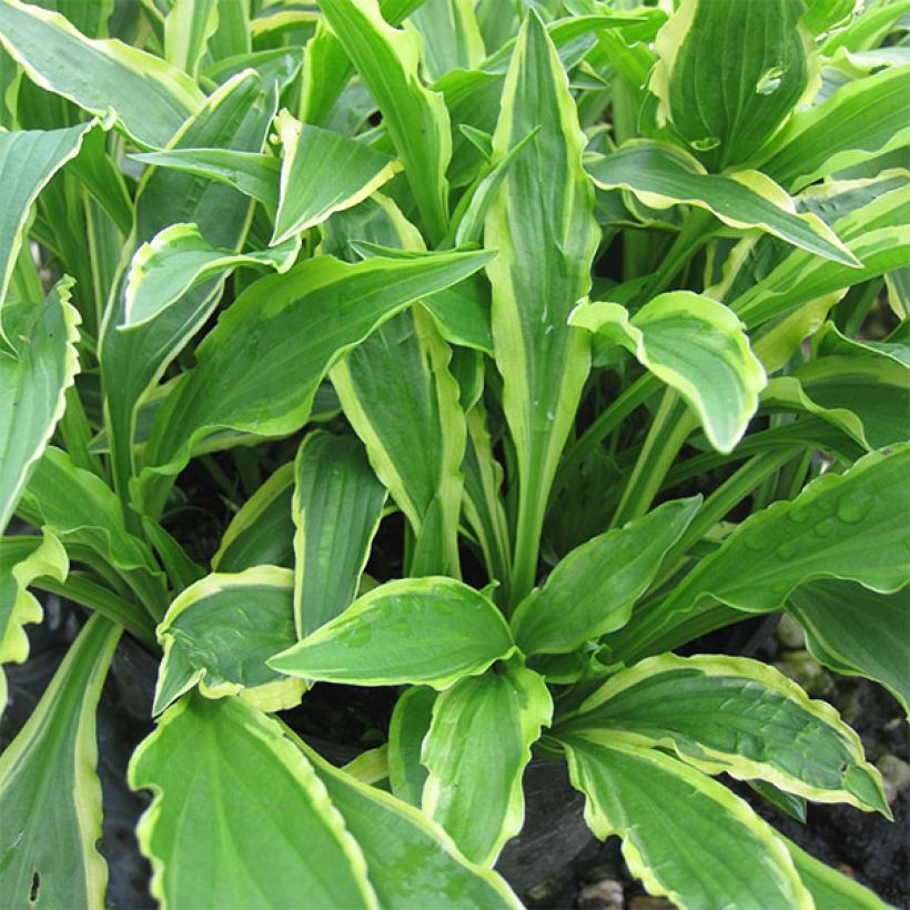 Hosta Stiletto - Garten-Funkie (Plant habit)