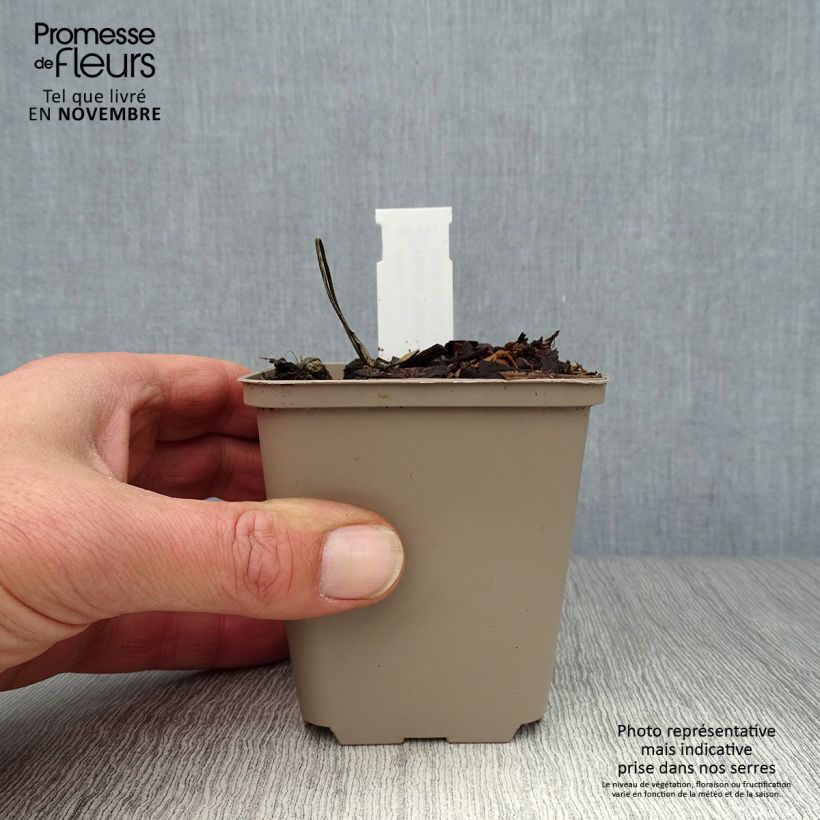 Example of Hosta Stiletto - Garten-Funkie Kleine Töpfe von 8/9 cm as you get in automne