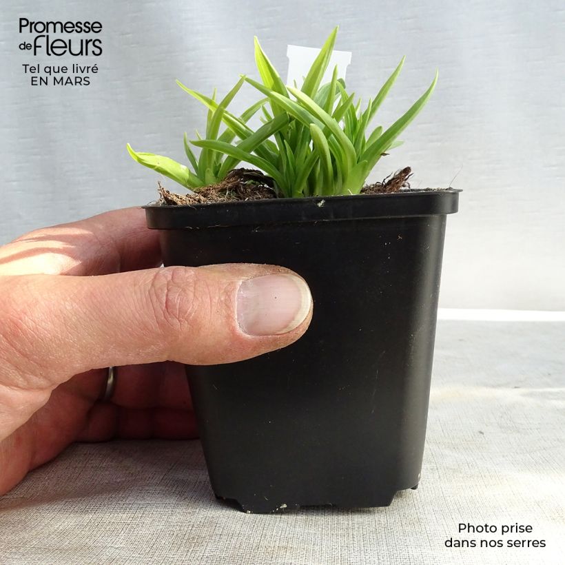 Exemplar von Hosta Stiletto - Garten-Funkie Kleine Töpfe von 8/9 cm wie im Winter geliefert