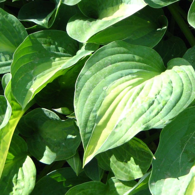 Hosta Striptease - Garten-Funkie (Foliage)