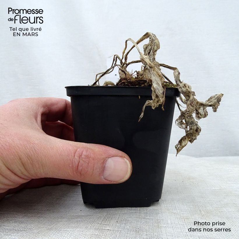 Exemplar von Hosta Striptease - Garten-Funkie Kleine Töpfe von 8/9 cm wie im Frühjahr geliefert