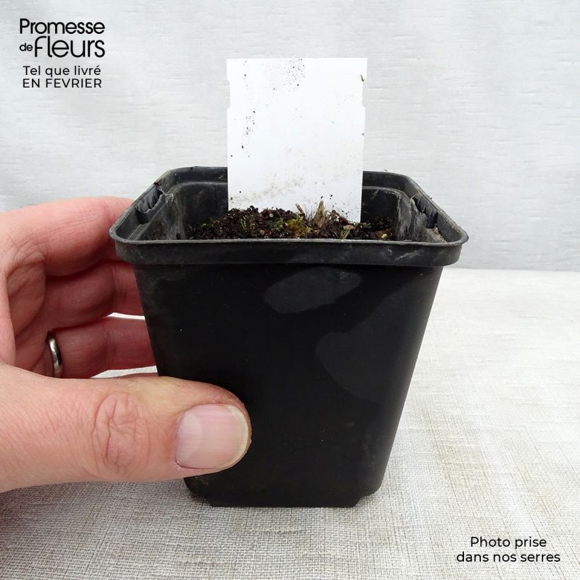 Example of Hosta Sugar Daddy - Garten-Funkie Kleine Töpfe von 8/9 cm as you get in hiver