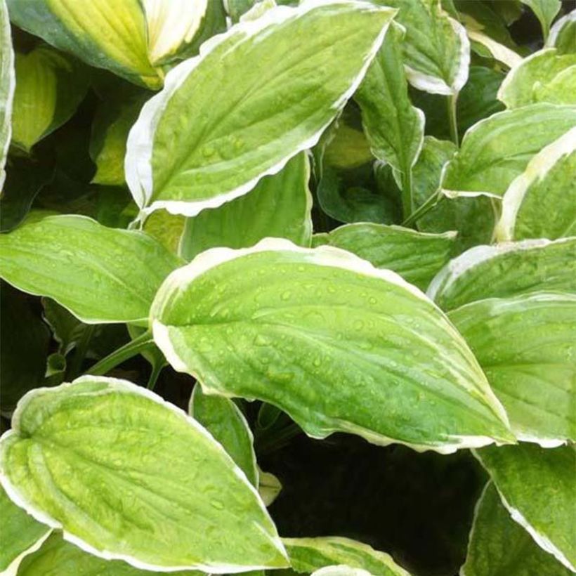 Hosta Sugar and Cream - Garten-Funkie (Foliage)