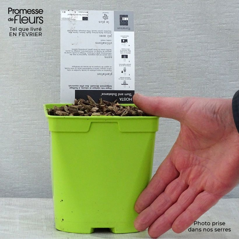 Exemplar von Hosta Sum and Substance - Garten-Funkie Topf mit 1,5L/2L wie im Winter geliefert