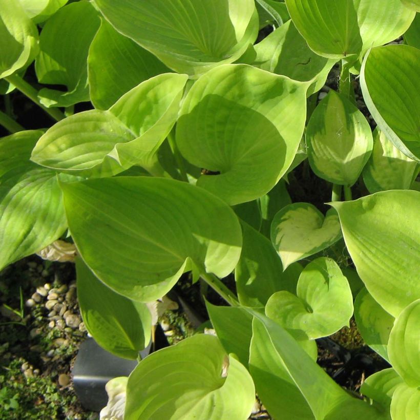 Hosta Sum of All - Garten-Funkie (Foliage)