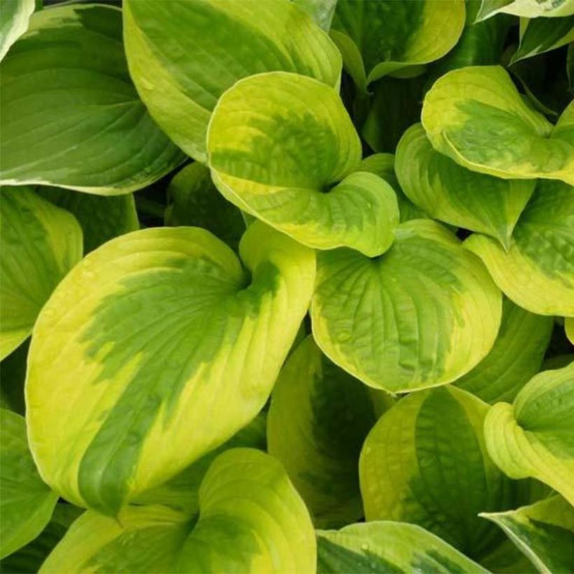 Hosta Summer Breeze - Garten-Funkie (Foliage)